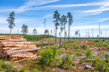 View at a clearcutting in the woodland with a timber stack