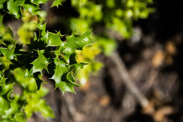 Flora mediterránea. 