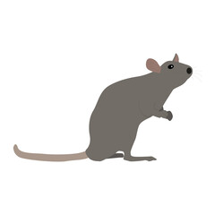 Rat illustration, isolated object on a white background