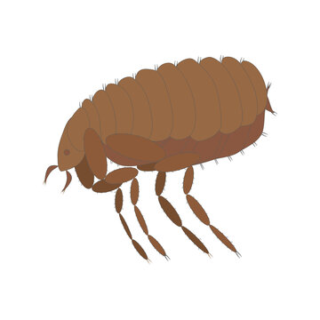 Vector image of a cartoon brown flea. Xenopsylia cheopis