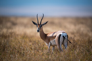 Closeup of Grant's gazelle in a meadow in Ngorongoro Conservation Area in Tanzania