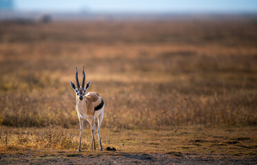 Grant's gazelle in a meadow in Ngorongoro Conservation Area in Tanzania