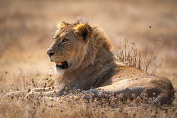 Panthera leo melanochaita lying on the ground under the sunlight with a blurry background