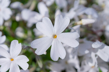 春の陽光を浴びる白いシバザクラのアップ