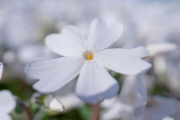 春の陽光を浴びる白いシバザクラのアップ