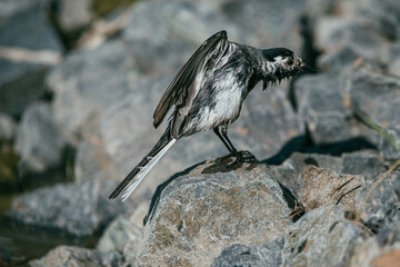 White Wagtail, Motacilla alba bird bathes in a pond and basks on stones under the rays of the summer sun