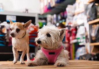 Chihuahua and west highland terrier dogs sitting in petshop. High quality photo