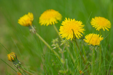 春の野に咲くたんぽぽの花