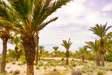 Fototapeta premium Palm trees on sea coast