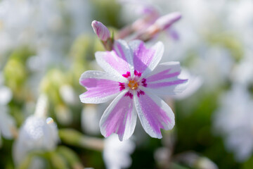 春の陽光を浴びるピンク色と白のツートンのシバザクラのアップ