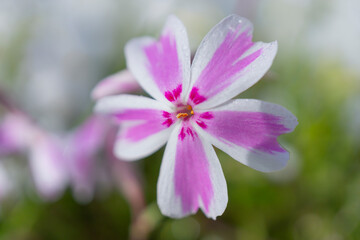 Fototapeta na wymiar 春の陽光を浴びるピンク色と白のツートンのシバザクラのアップ