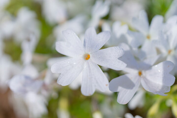 春の陽光を浴びる白いシバザクラのアップ
