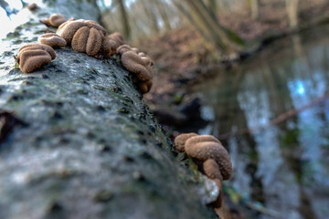 little mushrooms on the bark of an old tree