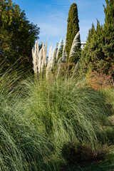 Pampas grasses or soft plants Cortaderia selloana among ornamental tropical plants in a landscape park in the center of Sochi. Close-up. Late autumn in a seaside town. Ornamental gardening..