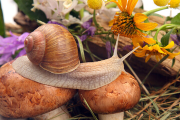 grape snail crawling over mushrooms against a background of flowers. mollusc and invertebrate