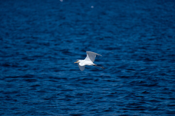 優雅に飛ぶサギ
