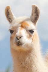 Obraz premium Various views of Peru