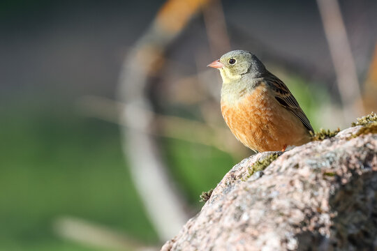 Ortolan Bunting