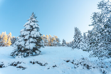 Fototapeta na wymiar Snowy forest in the town of Oiartzun in Peñas de Aya, Gipuzkoa. Basque Country