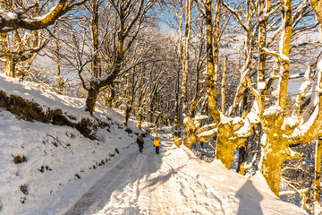 Walking towards the Oianleku natural park at sunrise, snowy beech forest in the town of Oiartzun in...