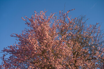 Fruit tree blooming