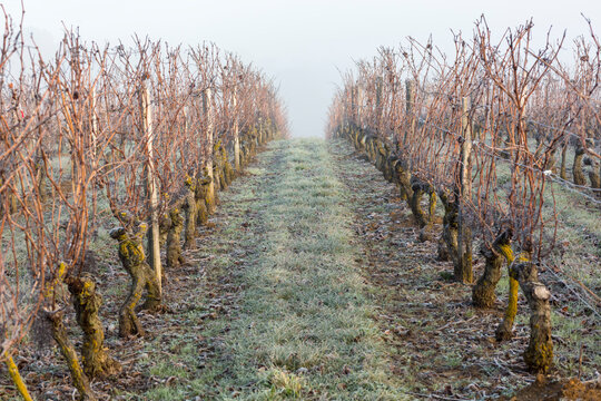 Rang de vigne en hiver avec un sol gel&eacute;, photo prise en Touraine par temps froid