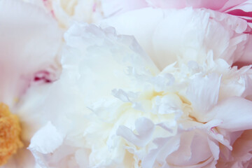 Fototapeta na wymiar beautiful peony flowers bouquet background