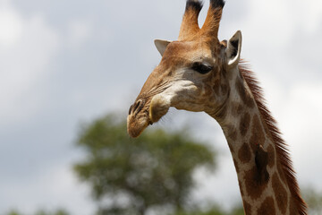 Female giraffe has deformed jaw, lopsided mouth