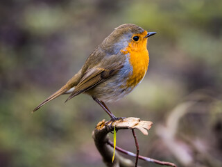 Small cute robin on the branch closeup, blurred background 