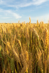 Golden wheat in the field, fresh harvest and blue sky