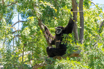 White-handed Gibbon