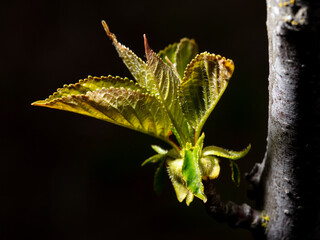 Young leaves from a bud on a tree branch in spring.