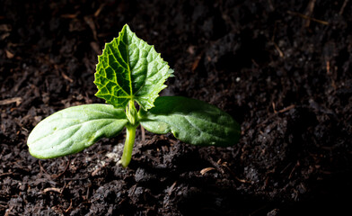 Close-up shot of a cucumber sprout