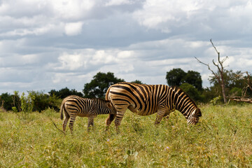 Baby zebra drinking milk, African safari kruger park
