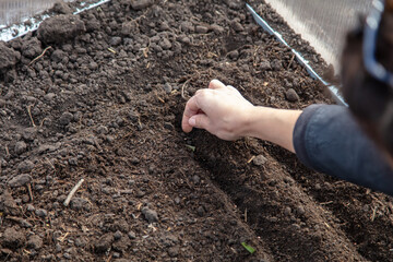 The girl sows seeds in the ground