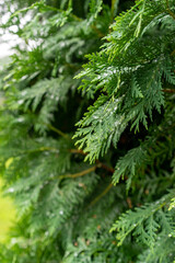 close up of a pine needles