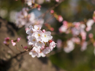 Naklejka na ściany i meble 桜の花のクローズアップ