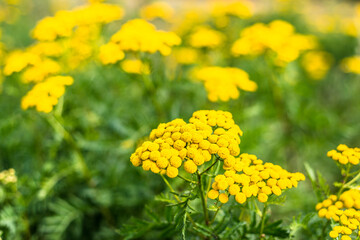 Bitter button or tansy. Fresh herbs - wild medicinal plant on meadow.