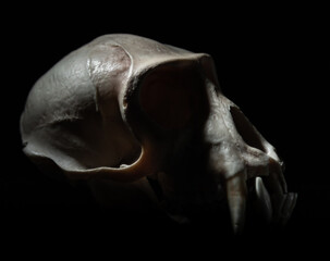 Monkey Skull