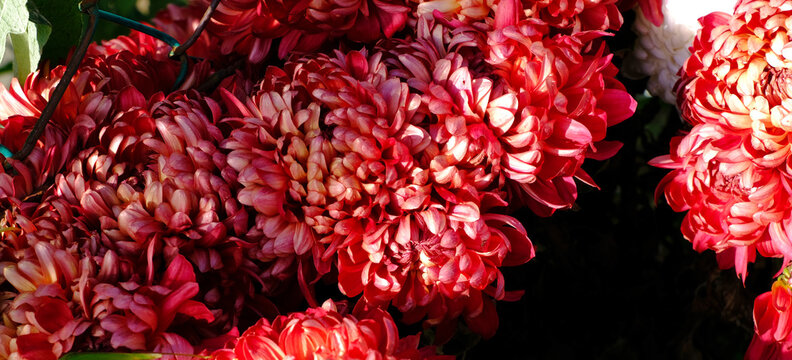 Fiori rossi di crisantemo in un giardino.