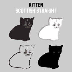 A kitten. Scottish straight cat. Isolated cat silhouette. A pet. Vector illustration for web design or print.