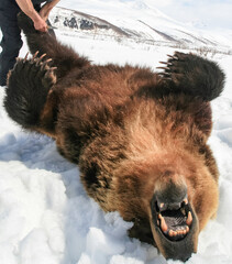 Сarcass of a brown bear lying on its back at the beginning of skinning after hunting.