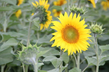 Fototapeta premium sunflowers