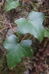 leaves of a tree