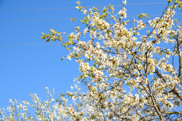 Fruit trees bloom in spring against a background of blue sky and other flowering trees. Close-up
