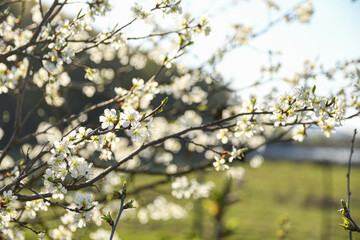 Fruit trees bloom in spring against a background of blue sky and other flowering trees. Close-up