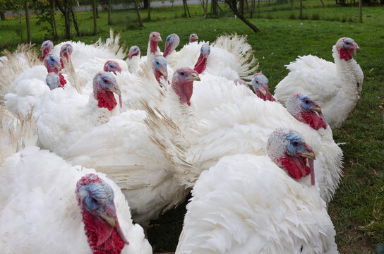 Outdoor keeping of snow-white turkeys with blue head and red comb
