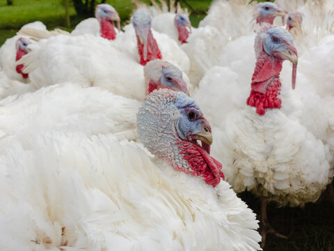  Outdoor keeping of snow-white turkeys with blue head and red comb