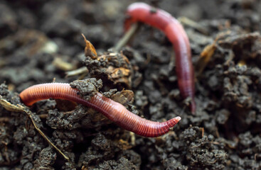Red earthworms on the compost. Close up. - obrazy, fototapety, plakaty