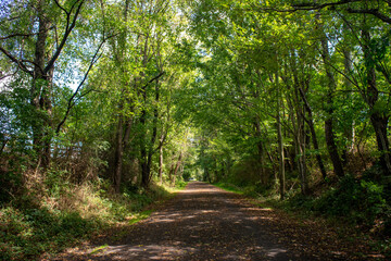 Obraz premium path in the forest